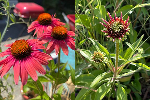 Are coneflowers best sale poisonous to dogs